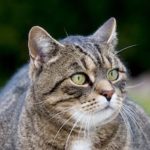 Prime communale à la stérilisation chat(s) domestique(s) prime-communale-%c3%a0-la-st%c3%a9rilisation-chats-domestiques