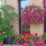 Les plus belles façades et maisons fleuries. les-plus-belles-fa%c3%a7ades-et-maisons-fleuries