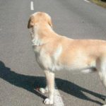 Divagation des chiens : le règlement en vigueur. divagation-des-chiens-le-r%c3%a8glement-en-vigueur