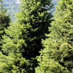 Epicéas scolytés : recommandations et carte epic%c3%a9as-scolyt%c3%a9s-recommandations-et-carte