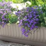 Apprenez à composer une jardinière apprenez-%c3%a0-composer-une-jardini%c3%a8re