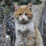 Prolifération de chats errants : campagne de stérilisation prolif%c3%a9ration-de-chats-errants-campagne-de-st%c3%a9rilisation