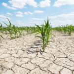 Calamités agricoles : procédure pour demander votre indemnité
