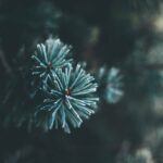 Collecte sapins de Noël en porte-à-porte collecte-sapins-de-no%c3%abl-en-porte-%c3%a0-porte