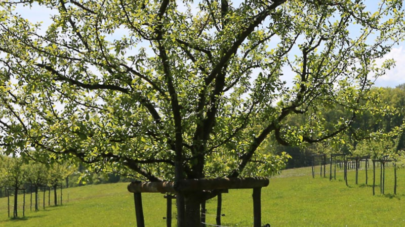 Plantation d'un verger communal (dim 8 fév)